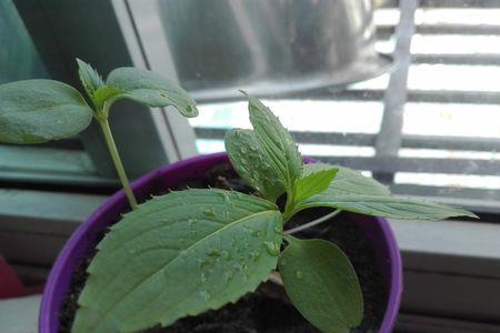 凤仙花生长慢的原因