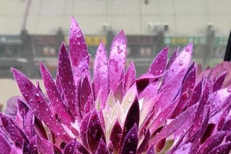 凤凰法师怎么修剪成捧花桩