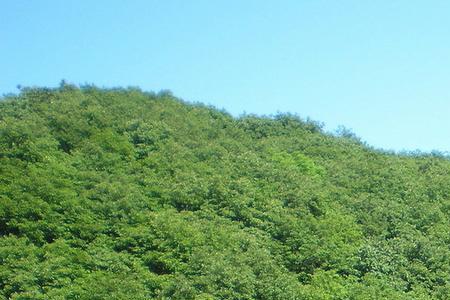 天池山血泪大结局