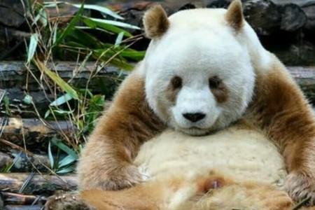 一只大熊猫重约100什么单位