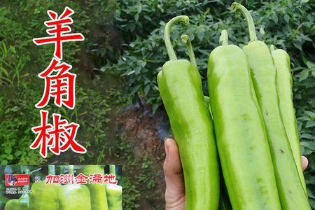 皱皮椒与羊角椒哪种辣一点