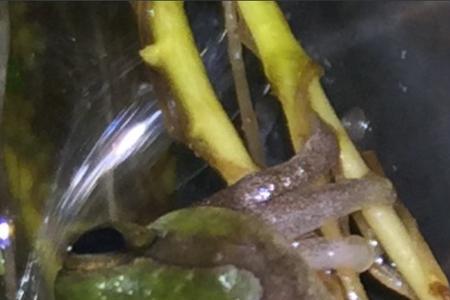 广东人吃的水煮青蛙是什么种类
