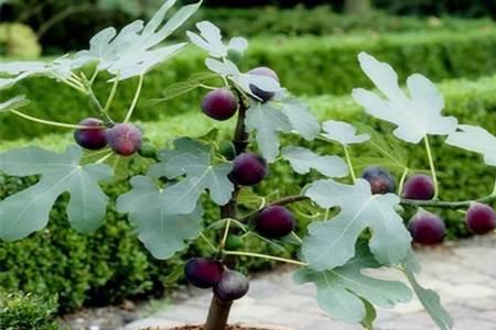格莱斯无花果适合盆栽吗