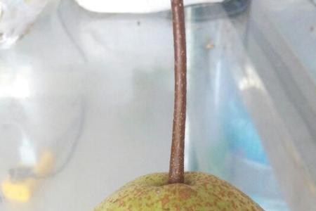 梨不腐烂的原因