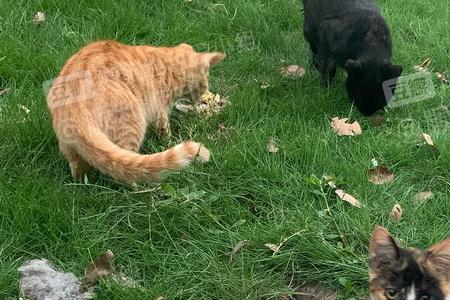 小区里的猫是什么品种