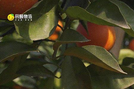 血橙树冬天怎样过冬