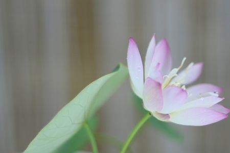 微莲几个叶能开花