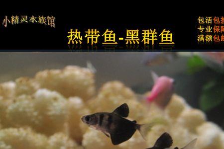 黑裙鱼可以和金鱼混养吗