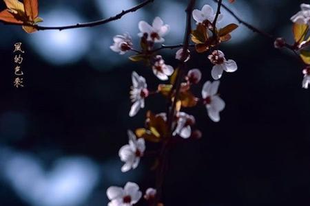 灼灼韶华后半句是什么