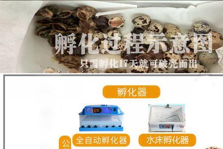 鹌鹑最多可以孵化几只