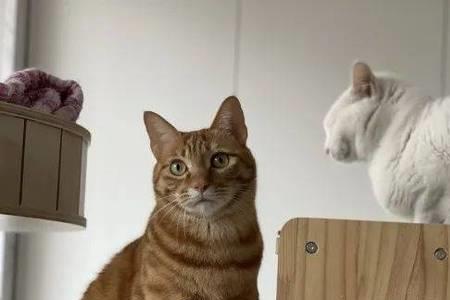 为什么田园猫不用驱虫