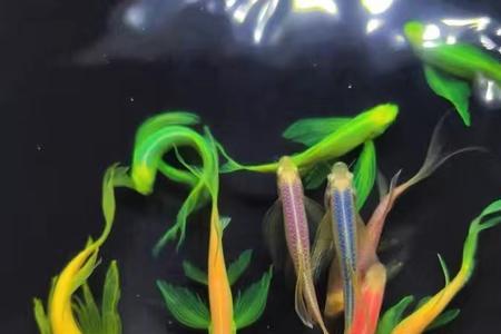 翡翠斑马和绿斑马的区别