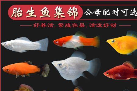 玛丽鱼怎么养才能越养越多