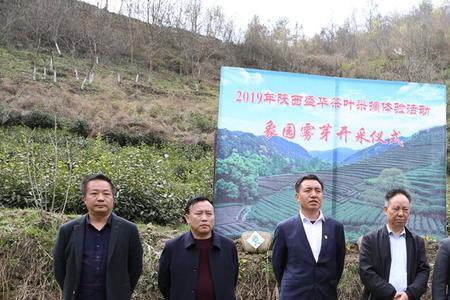商洛茶叶排名