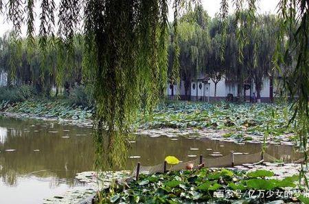 水边种什么树