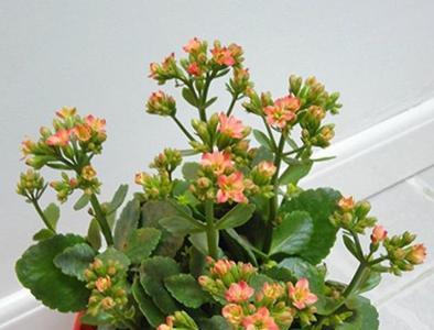 长寿花夏季休眠期多久