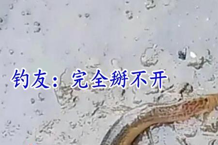 泥鳅和河蚌谁吃鱼的排泄物多
