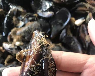 海虹幼苗哪里来的