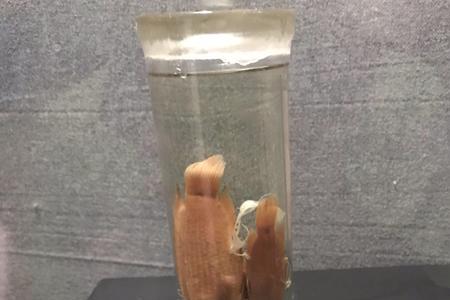 北京烤鸭有福尔马林吗