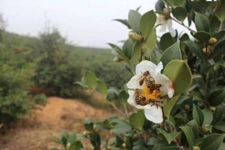 油茶开花打什么药才保果