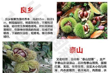 油板栗和泰山板栗的区别