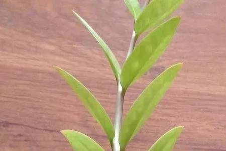 烟灰水可以浇哪几种花
