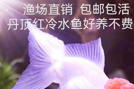 红帽金鱼养殖法