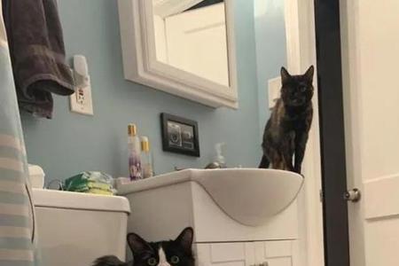 猫咪一天上几次厕所