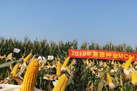 黄金mc73玉米品种一袋有几斤