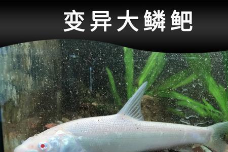 红眼梭与白眼梭哪个好吃