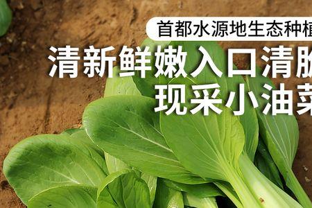 一颗小油菜多少克