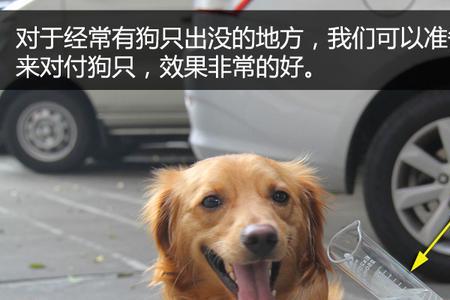 小狗喝自己的尿怎么回事