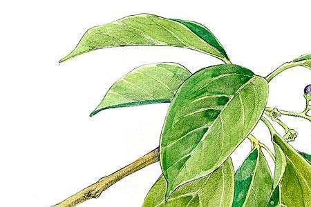 香樟树的果实简笔画