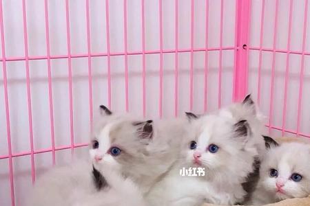 布偶猫长大毛怎么变色了