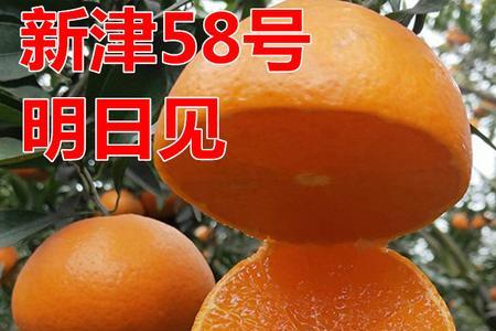 爱媛58号优缺点