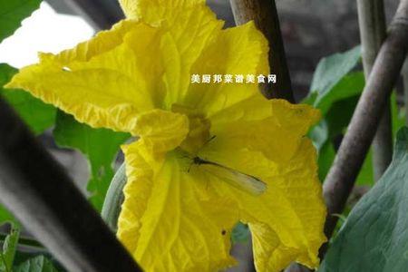 一朵丝瓜雄花花期多长