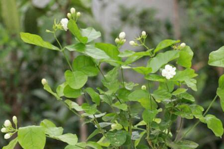 茉莉花好养吗在客厅养好不好