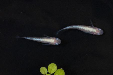 观背青鳉属于上游鱼吗