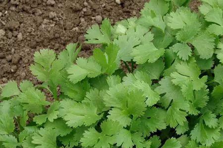 8月份天津种植什么蔬菜