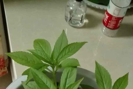 凤仙花深盆还是浅盆