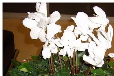 兔子花有毒吗