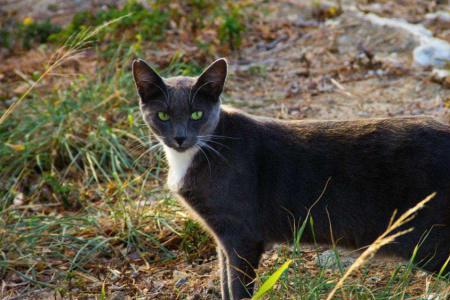 野猫第三代评测