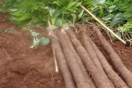 淮山种植用苗还是根