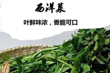 与西洋菜相似的菜