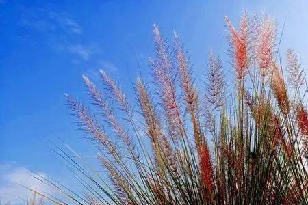 如何快速去掉巴茅上的茅花