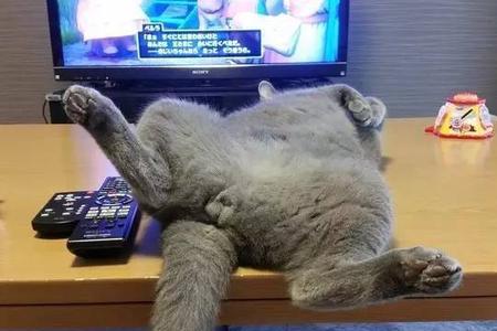 怎么看猫长了几个蛋蛋