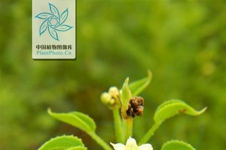 杀茜草最有效的除草剂