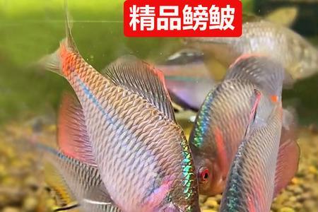 鳑鲏鱼硬水可以养吗