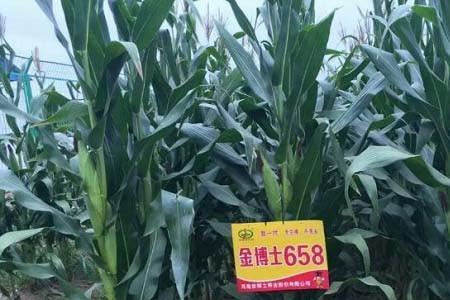 金博士3017玉米品种怎么样