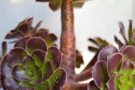 多肉植物法师立秋多少度醒来